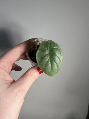 Alocasia baginda 'Silver Dragon'