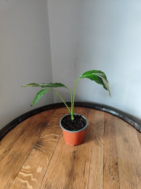 Spathiphyllum Diamond cupido / Lopatkovec albo #2
