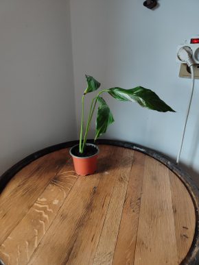 Spathiphyllum Diamond cupido / Lopatkovec albo #3