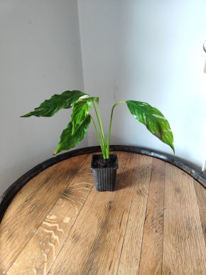 Spathiphyllum Diamond cupido / Lopatkovec albo #4