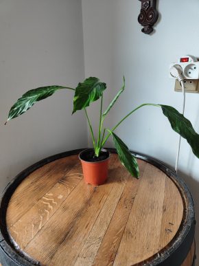 Spathiphyllum Diamond cupido / Lopatkovec albo #5