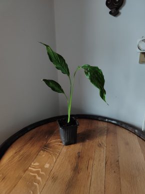 Spathiphyllum Diamond cupido / Lopatkovec albo #6