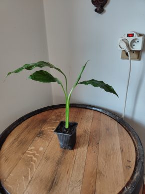 Spathiphyllum Diamond cupido / Lopatkovec albo #7
