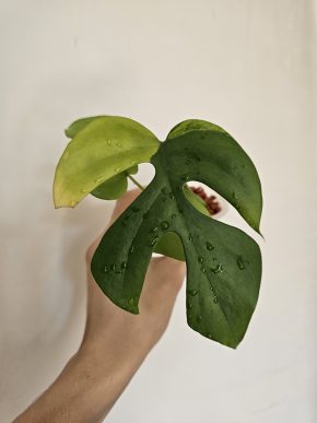 Rhaphidophora tetrasperma (aurea) variegata