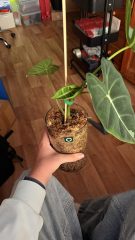 IMG_2762.jpeg