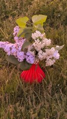 IMG_3112_jpg.jpeg