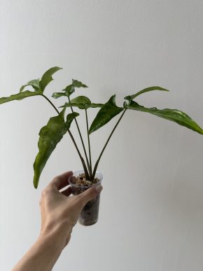 Syngonium angustatum var./revert