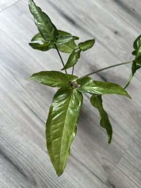 Syngonium angustatum var./revert