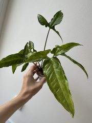 IMG_4828.jpeg