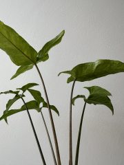 IMG_4827.jpeg