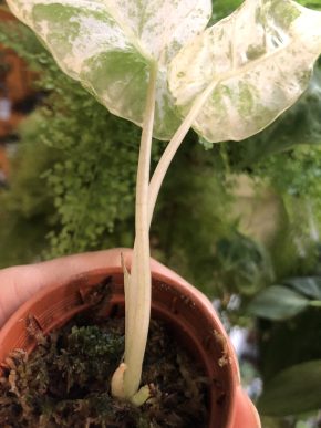 Alocasia Macrorrhiza Mint Splash - rostlina.