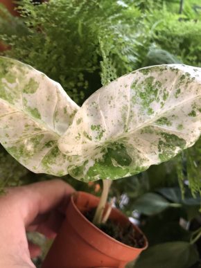 Alocasia Macrorrhiza Mint Splash - rostlina.