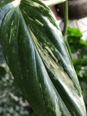 IMG_9003.jpeg