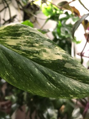 Monstera Standleyana Aurea- stonkovy řizek.
