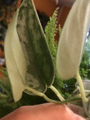 IMG_8985.jpeg