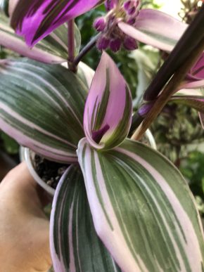 Tradescantia Albiflora Nanouk  - čerstvý řizek .