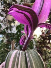 IMG_8980.jpeg