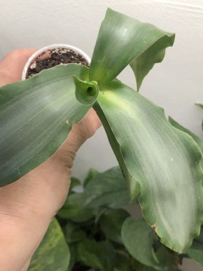 Tradescantia Murdannia Bright Start - baby rostlina .