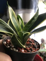 IMG_8917.jpeg