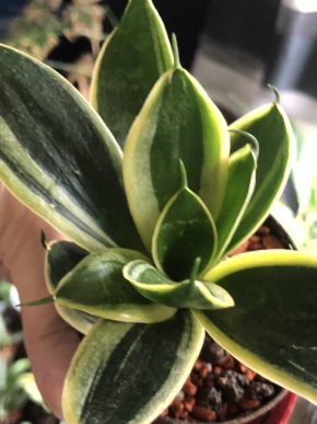 Sansevieria Hahnii “Honey Bunny”- rostlina