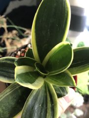 IMG_8916.jpeg