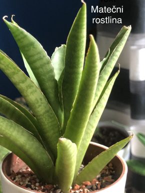 Sansevieria  ( název neznám )# 2