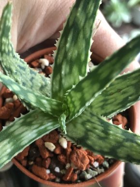 Aloe Snow Flake- rostlina .
