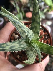 IMG_8906.jpeg