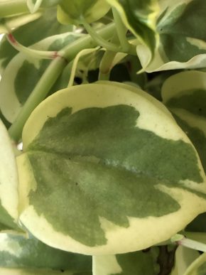 Peperomia Scandens variegata - čerstvý řizek.