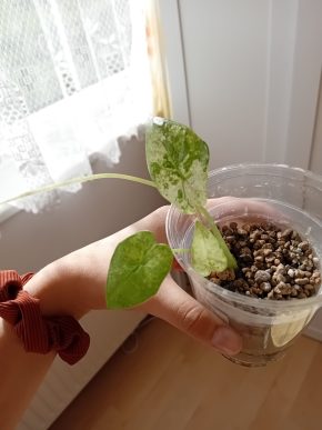 Alocasia Macrorrhiza splash