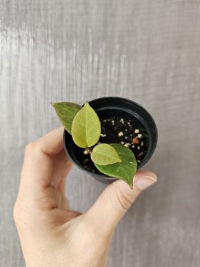 Hoya 'Sunrise'