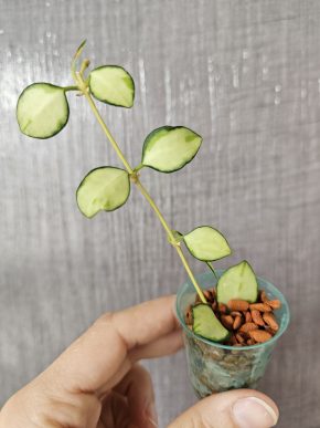Hoya heuschkeliana variegata