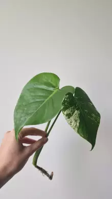 Monstera Deliciosa Mint