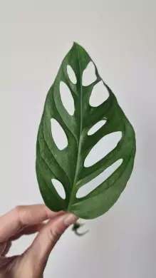 Monstera Adansonii Mint