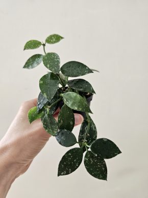 Hoya krohniana 'Eskimo'