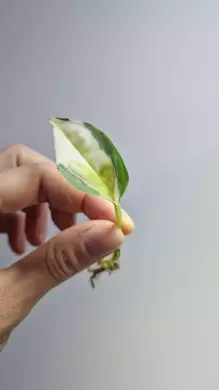 Epipremnum Japanese Global