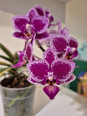 Orhideje phalaenopsis Hornglin Vicky