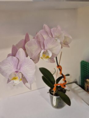 Orhidej phalaenopsis Angel