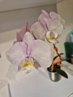 Orhidej phalaenopsis Angel