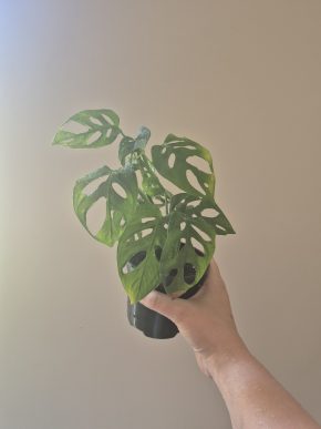 Monstera Monkey mask