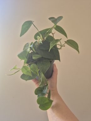 Philodendron Scandens