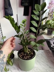 IMG_7037.jpeg