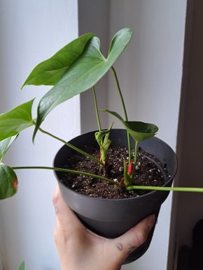 Anthurium - Anturie