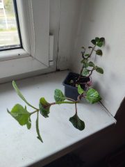 IMG_20250520_092125.jpg