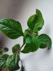 IMG_20250520_092109.jpg
