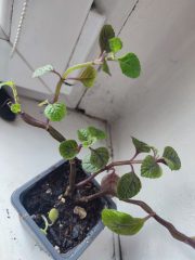 IMG_20250520_092106.jpg