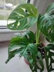 IMG_20250520_091401.jpg