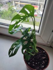 IMG_20250520_091358.jpg