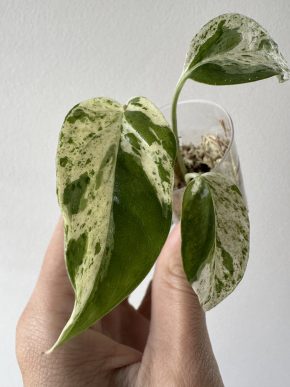 Epipremnum pinnatum variegata