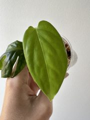 IMG_4871.jpeg